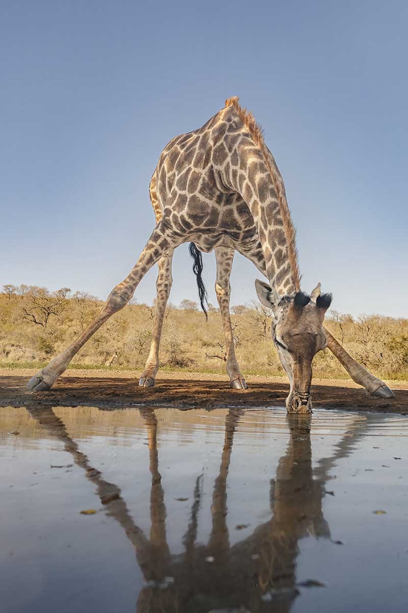 Drickande-giraff1
