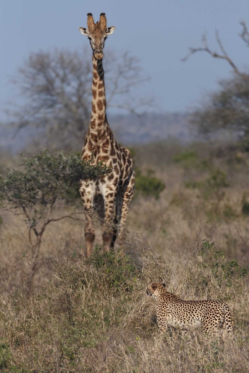 Gepard-giraff